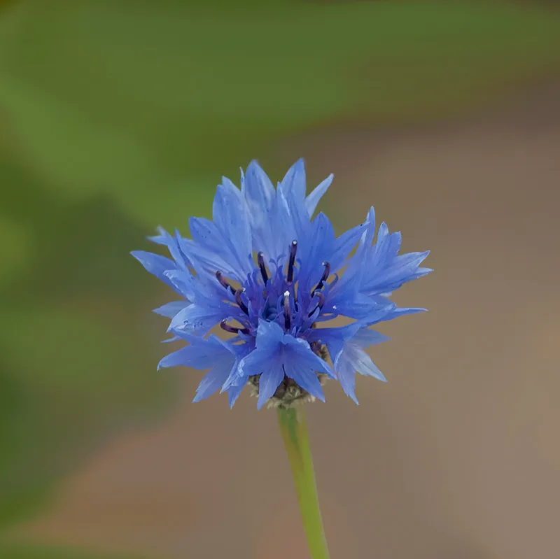 Urtegartneriet øko Kornblomst Centaurea blå frø 100 frø