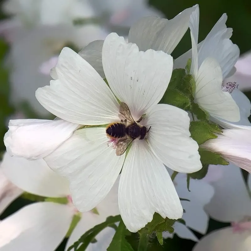 Urtegartneriet øko Moskuskatost blomsterfrø 100 frø
